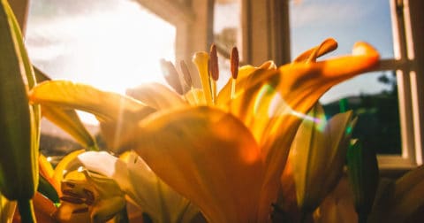Flowers in a window box