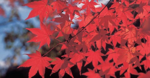 Fall Leaves in Dexter, Michigan