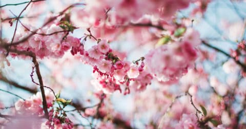 Spring Tree Blossoms