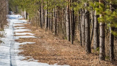 Melting Snow in Dexter Michigan
