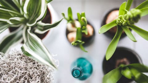 Picture of Household Plants