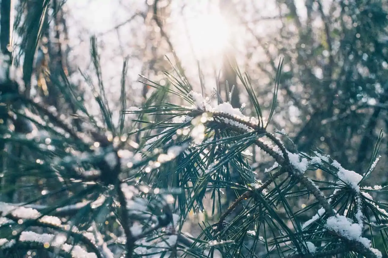 Winter tree scene