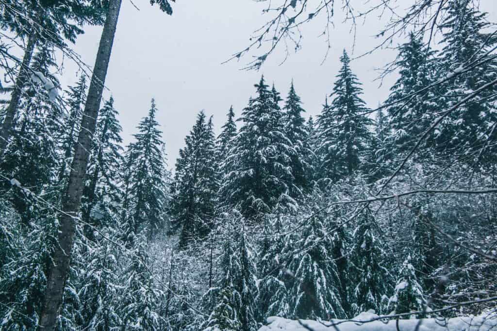 Foggy winter forest