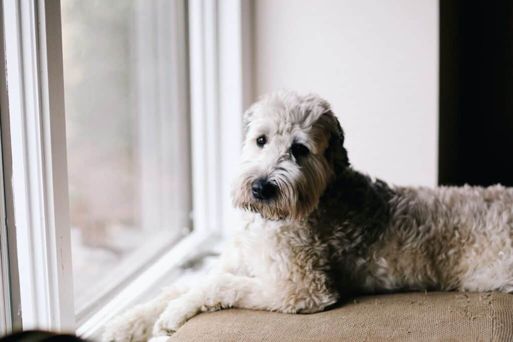 Dog sitting near window in comfortable, clean home.