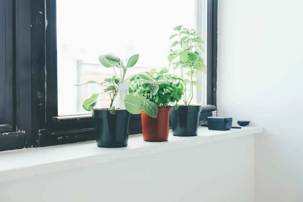 Plants adding to improved indoor air qualitu
